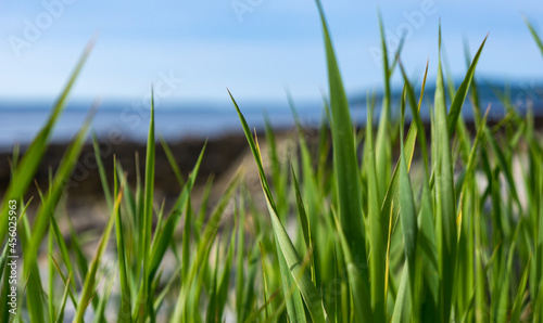 Tall grass next to ocean in Maine