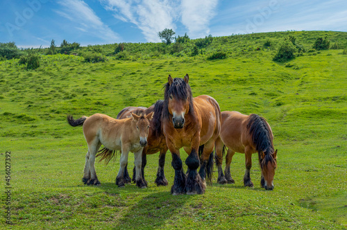 STURDY HORSES IN HIGH MOUNTAIN  NAVARRA  SPAIN