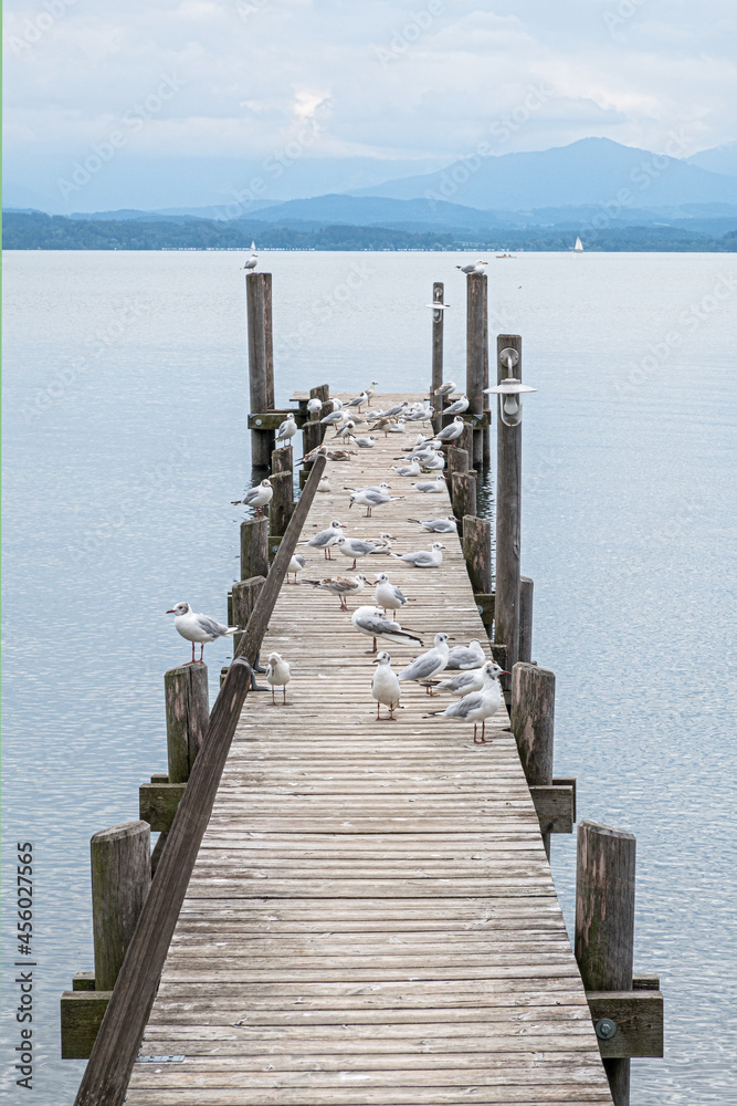 Fototapeta premium Bootssteg mit Möwen am Chiemsee