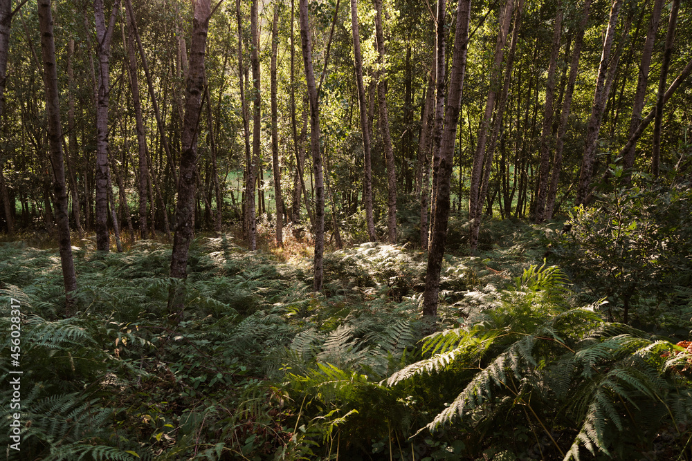 Fototapeta premium Rayos de luz del amanecer iluminando un bosque de Galicia