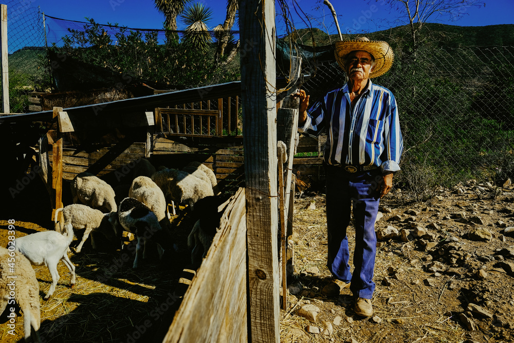 Full length portrait of senior male shepherd wearing striped shirt and hat standing by goats during day Full length portrait of senior male shepherd wearing striped shirt and hat standing by goats during day