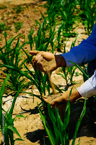 Mature male farmer analyzing soil while planting on field during sunny day