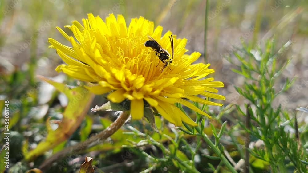 Halictidae. A male bee crawls on a blooming dandelion in northern Siberia Halictidae. A male bee crawls on a blooming dandelion in northern Siberia