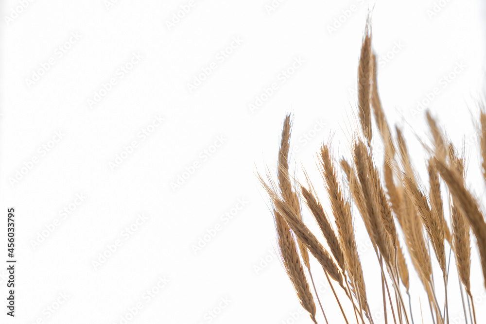 Fototapeta premium backlit wheat ears isolated on white background