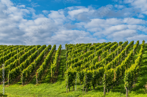 Weinberg im Spätsommer