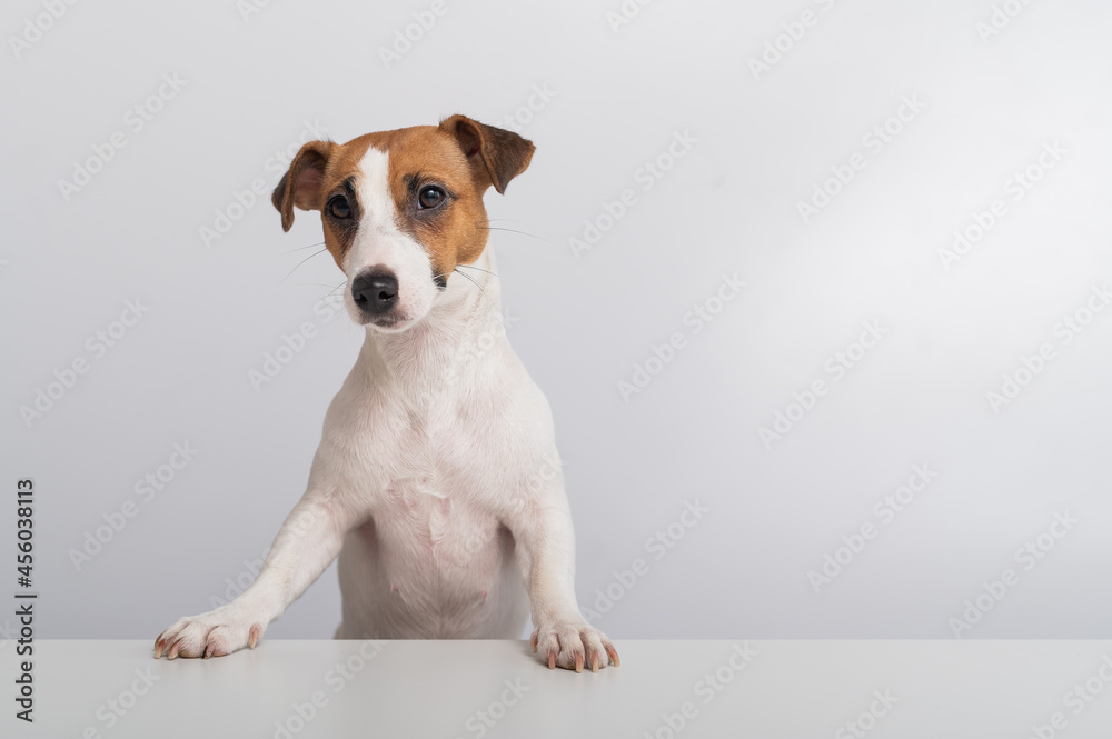 Gorgeous purebred Jack Russell Terrier dog peeking out from behind a banner on a white background. Copy space