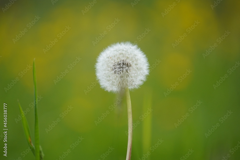 White dandelion in spring closeup