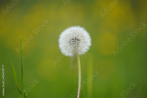 White dandelion in spring closeup