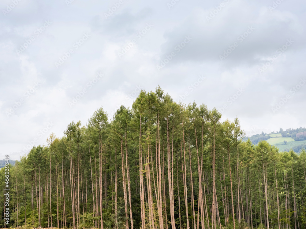 rangée de sapin dans le massif forestier du morvan rangée de sapin dans le massif forestier du morvan