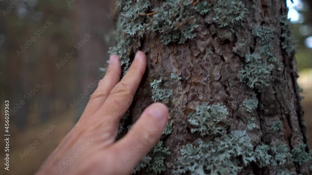 Man's hand gently touching the surface of a forest pine tree. Man's hand gently touching the surface of a forest pine tree.