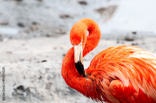 Flamingo