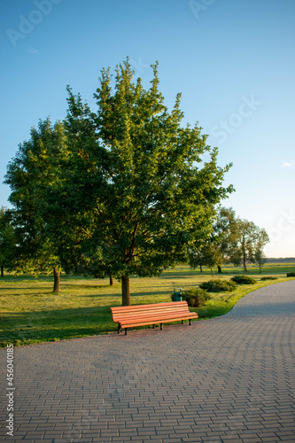 a bench in the park in the evening  in the rays of the setting sun