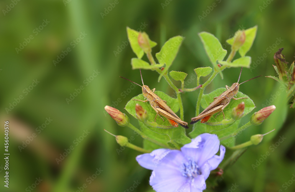 A pair of grasshoppers are sitting on the green grass ... A pair of grasshoppers are sitting on the green grass ...