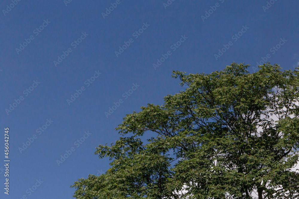 top of tree against blue sky and cloud top of tree against blue sky and cloud