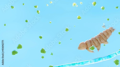 Tardigrade in water, animation photo