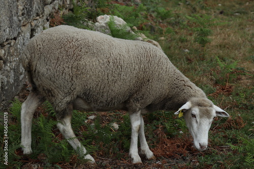 A sheep, face only, chewing, looking at camera, isolated, against meadow background