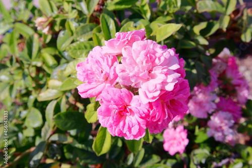 pink rose bush