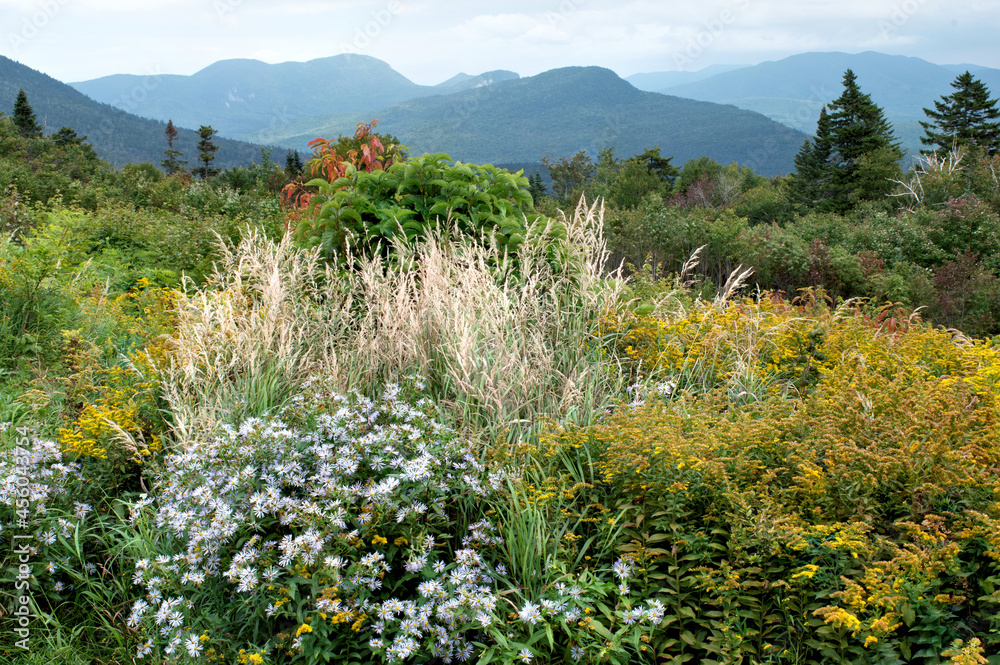 Late summer in White Mountains of New Hampshire. Colorful field of wild asters and yellow goldenrod with scenic view of Mount Tremont, Owl Cliff, Sugar Hill, and The Three Sisters.