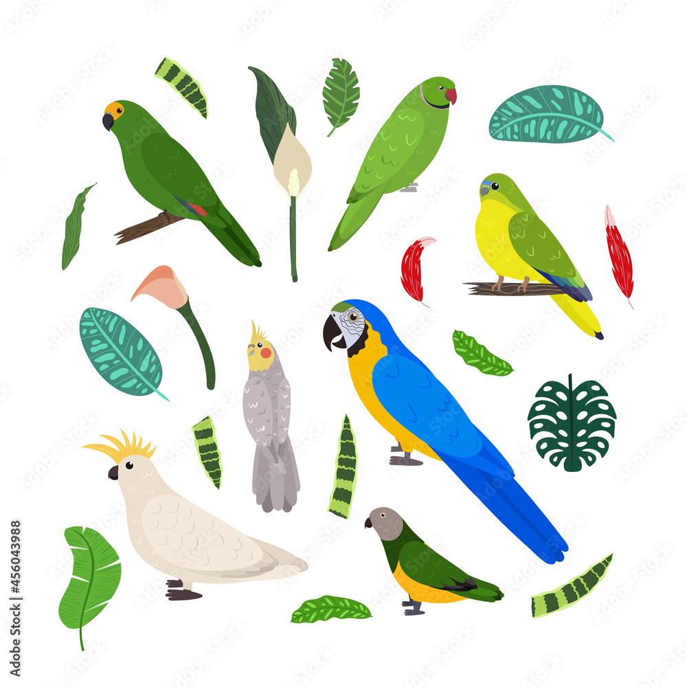 Design template with parrots in square for kid print. Rectangle composition of tropical birds macaw, cockatoo, amazon, senegal and neophema. Vector set of jungle life in cartoon style. Design template with parrots in square for kid print. Rectangle composition of tropical birds macaw, cockatoo, amazon, senegal and neophema. Vector set of jungle life in cartoon style.