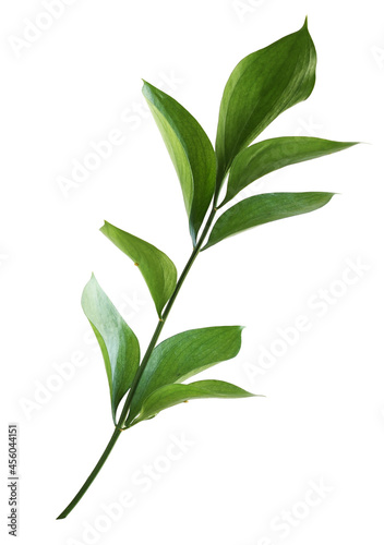 Twig of ruscus with green leaves isolated photo