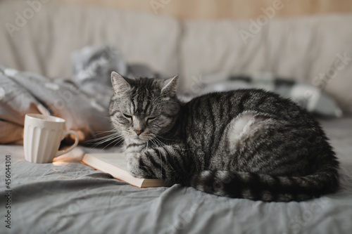funny scottish straight cat lying in a bed with a book