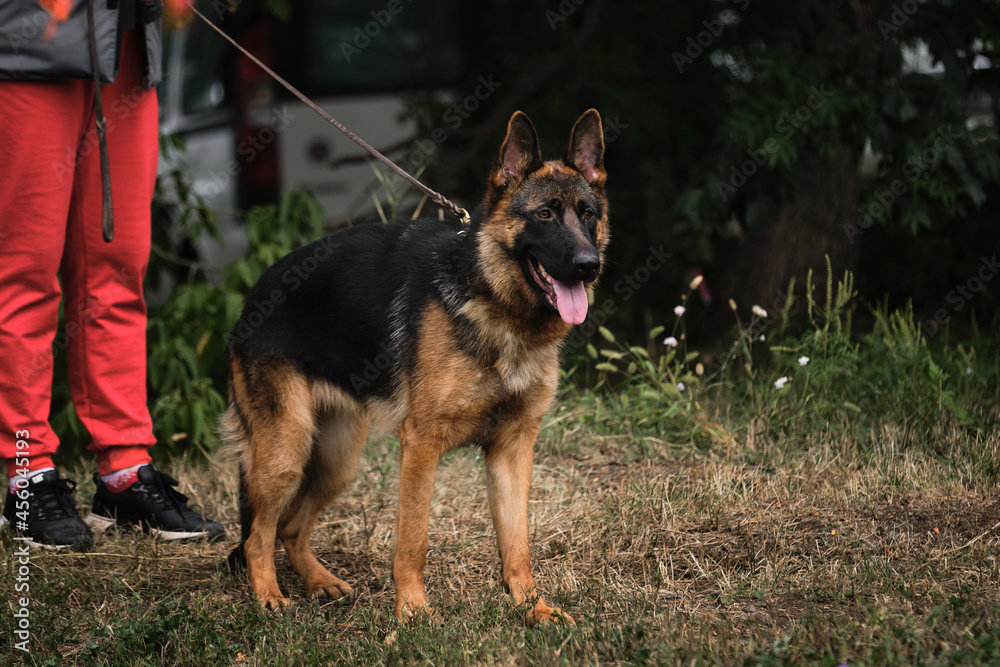 Puppy gets acquainted with surrounding world and studies it. Young dog. German Shepherd puppy of black and red color stands next to owners leg and looks carefully ahead.
