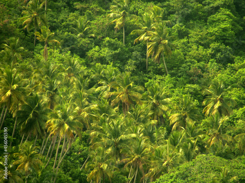 a jungle full of palms