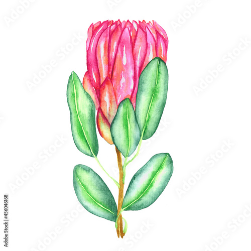 Protea cynaroides (king protea, giant protea, honeypot, king sugar bush) flower pink blossom bud and green leaves, hand painted watercolor illustration photo