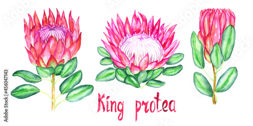 Protea cynaroides collection (king protea, giant protea, honeypot, king sugar bush) flower pink blossom bud and green leaves, hand painted watercolor illustration