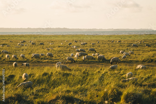 Agriculture, farming and livestock in north France Bretagne region. Flock of sheep graze in field on shores atlantic ocean in french of brittany at sunset. Meat, dairy farming, agro-industrial sector