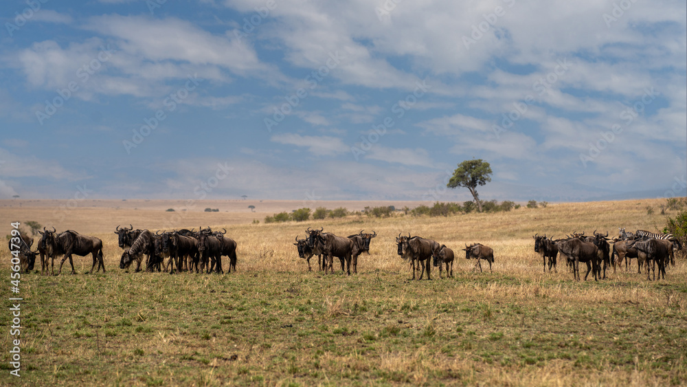 large herds of wildebeests in the African Masai Mara large herds of wildebeests in the African Masai Mara
