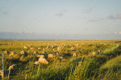 Sheep pasture in a field near the Atlantic Ocean in the Brittany region of France. Animal husbandry theme  farming in northern Europe in France Bretagne. A lot sheep on the beautiful green meadow