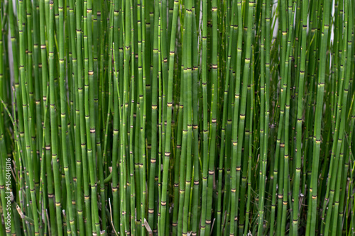background Bamboo Cane Green Plantation. Texture horizontal. Argentina