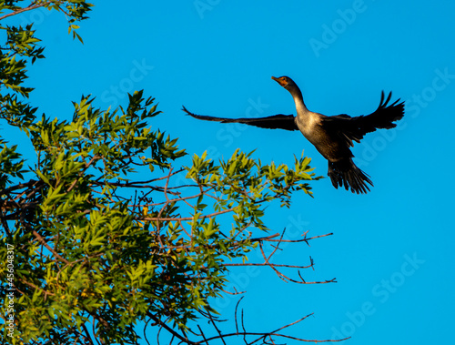Cormorants in Tree