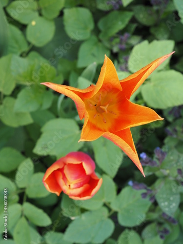 Rotgelbe bis orangegelbe Tulpen in einem Park photo