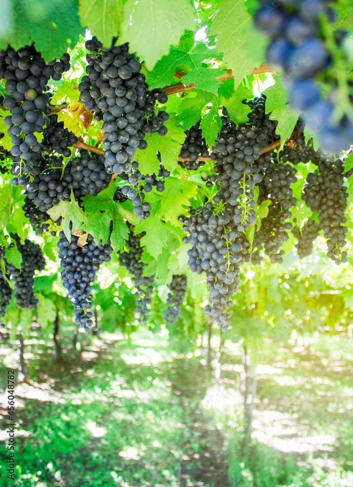 bunches of dark grapes on a field in Italy, summer landscape with a vine