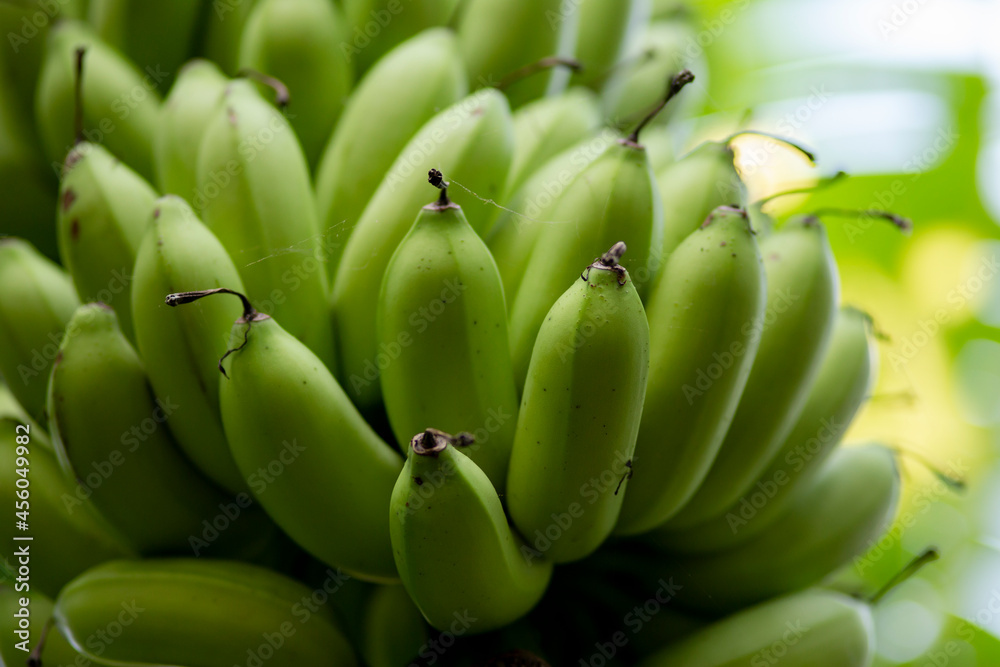 cacho de banana tipo leite verde