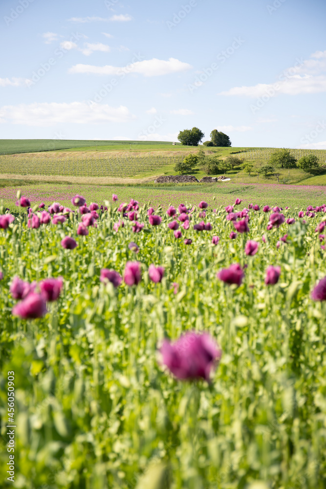 Beautiful poppy field in Germany. Purple poppy plant, corn poppy for oil extraction Beautiful poppy field in Germany. Purple poppy plant, corn poppy for oil extraction