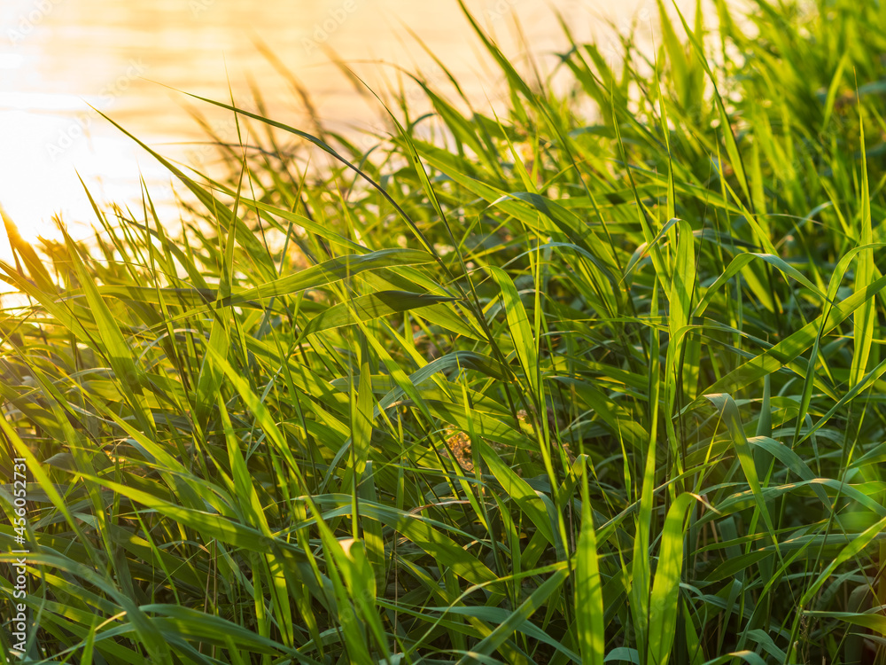 Obraz premium Green, juicy grass against the background of water. The leaves are illuminated by the bright evening sun. Plants grow on the shore of the lake.