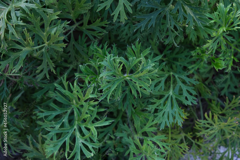 Green grass background. Green spikelets and grass. Forest ecology. Wildlife, wild life. Earth Day. Conservation, ecology, environment concept
Green grass background. Green spikelets and grass. Forest ecology. Wildlife, wild life. Earth Day. Conservation, ecology, environment concept