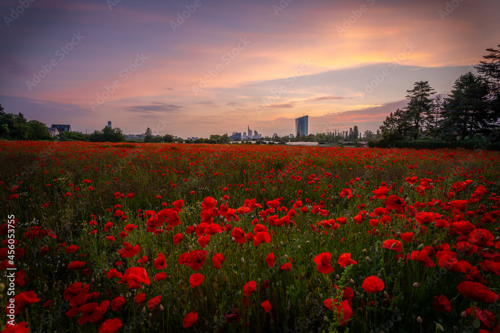 Poppy field in front of Frankfurt in the sunset. beautiful view of the city and the skyline and the poppy blossoms in the foreground. Plant with red flowered