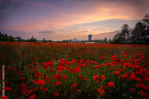 Poppy field in front of Frankfurt in the sunset. beautiful view of the city and the skyline and the poppy blossoms in the foreground. Plant with red flowered