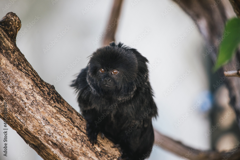 Springtamarin Springtamarin