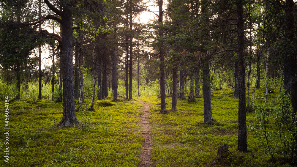 Forest path in Kiruna, Sweden Forest path in Kiruna, Sweden