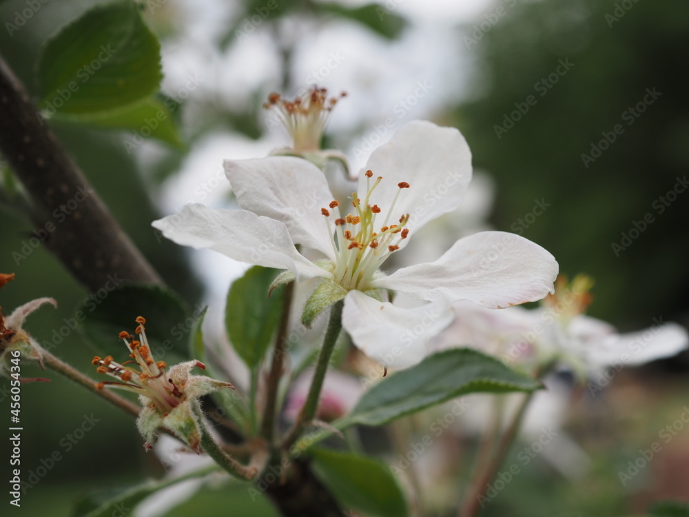Wunderschöne Blüten an einem Apfelbaum im Frühling Wunderschöne Blüten an einem Apfelbaum im Frühling