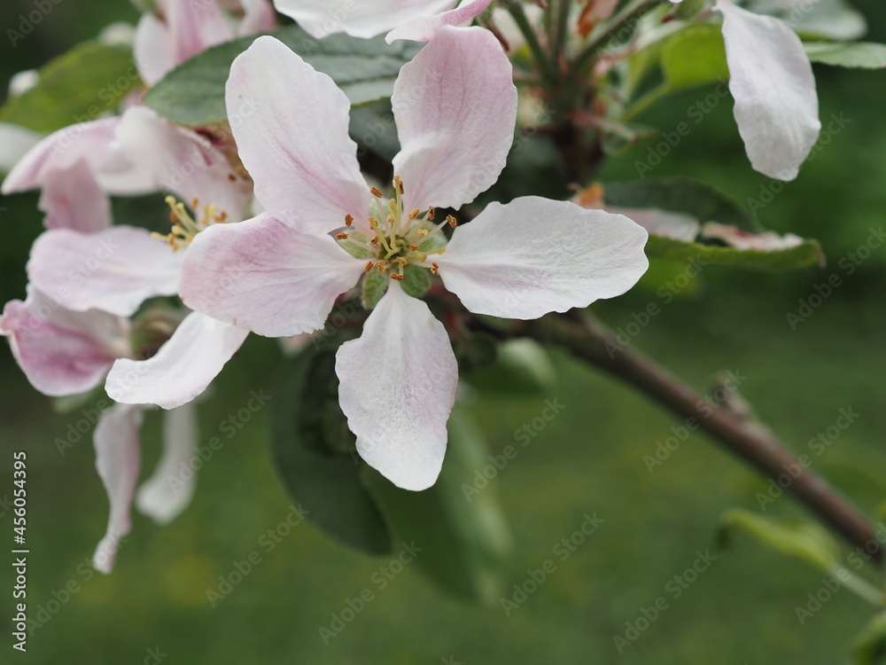 Wunderschöne Blüten an einem Apfelbaum im Frühling Wunderschöne Blüten an einem Apfelbaum im Frühling