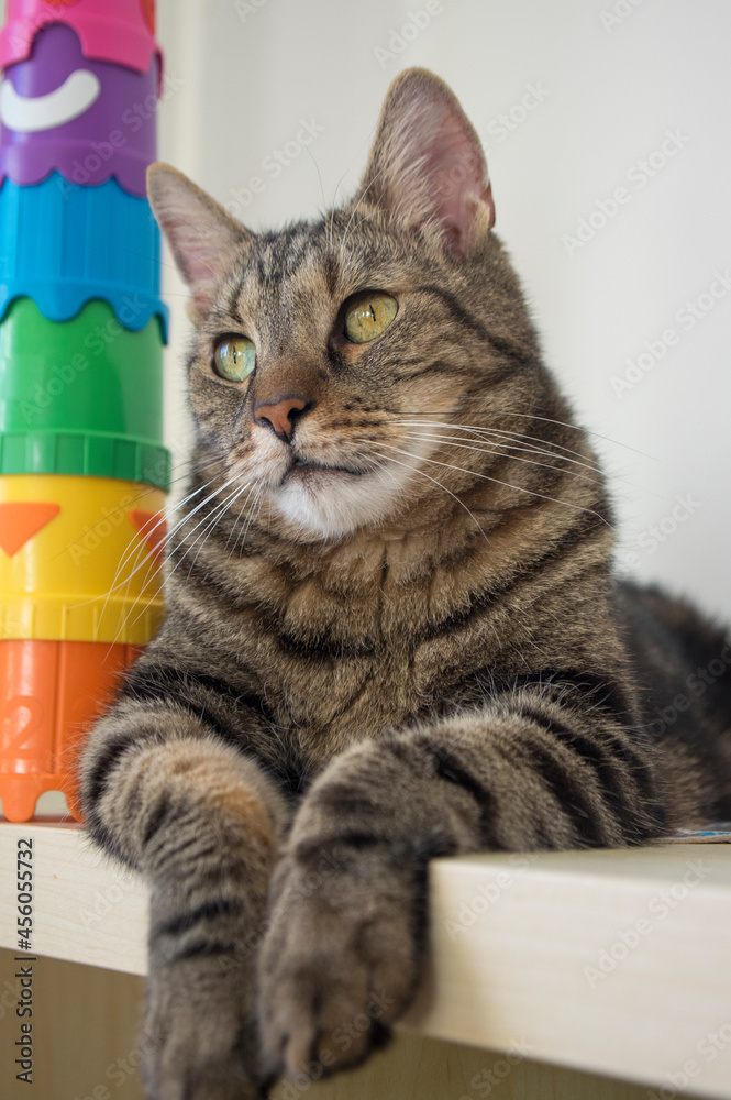 Lazy marbe domestic cat on wooden panel with colorful plastic toy, eye contact, cute lime eyes on tabby face