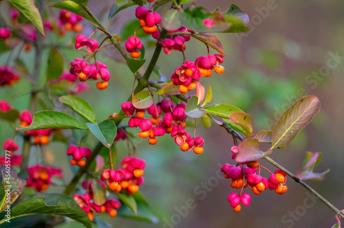 Euonymus europaeus european common spindle capsular ripening autumn fruits, red to purple or pink colors with orange seeds photo