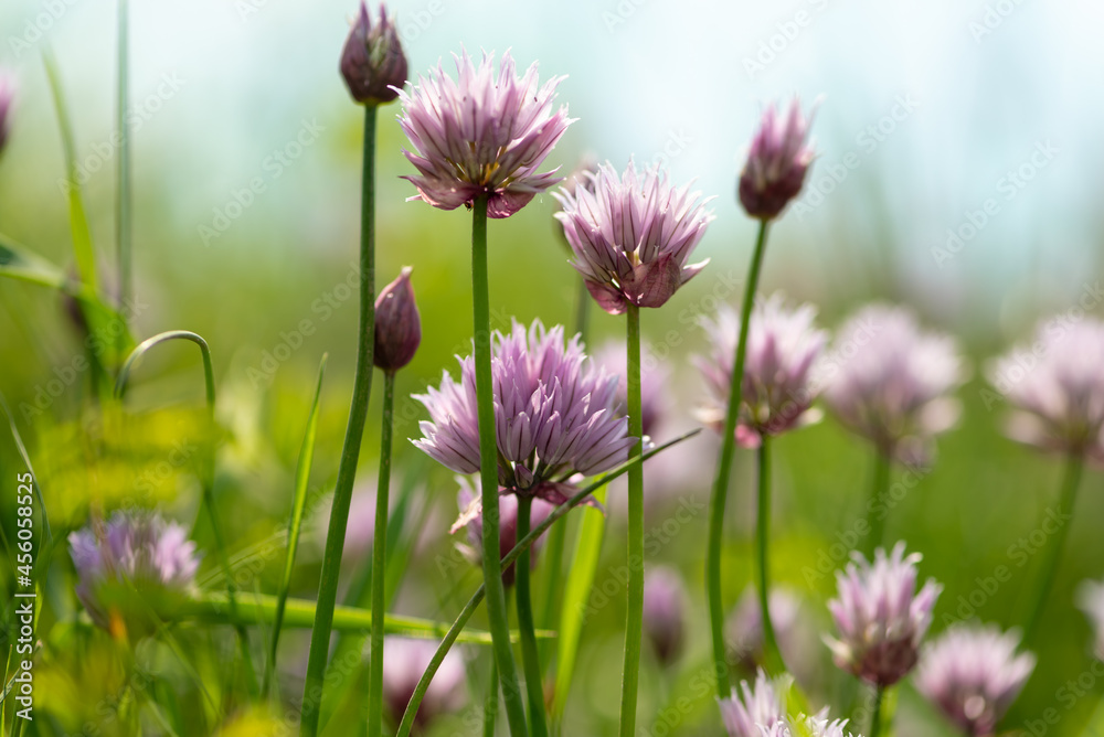 Obraz premium wildflowers on a background of meadows, grass and sky 