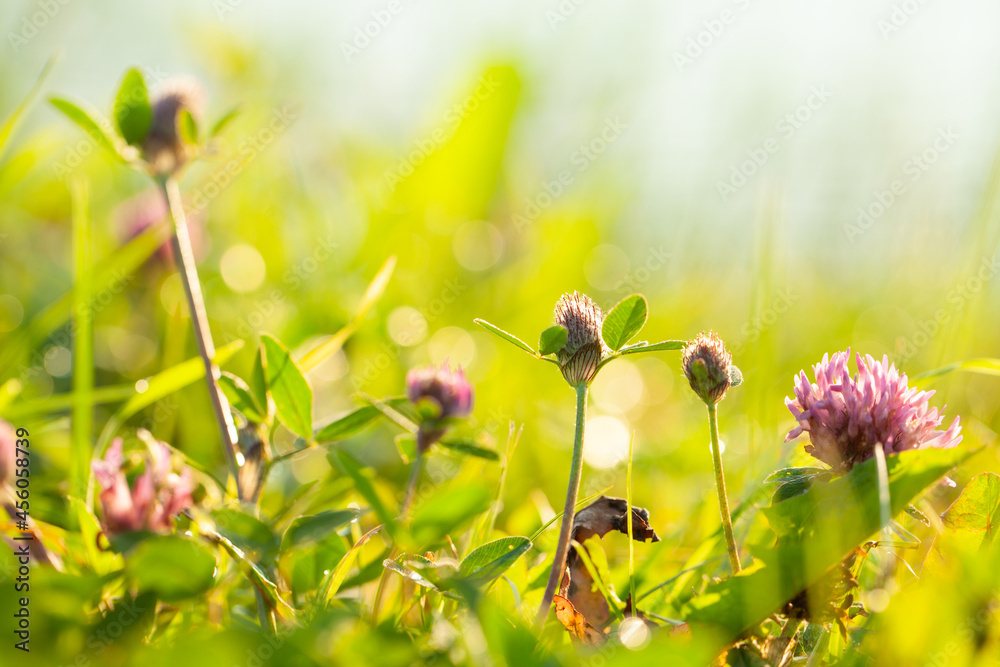 Summer meadow with clover flowers and bokeh light Summer meadow with clover flowers and bokeh light